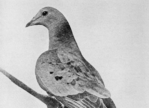 Black and white portrait of pigeon perched on branch.