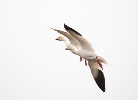 two white geese with black wing tips flying