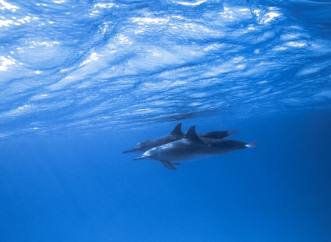 Two long-bodied marine mammals with top fins swim in deep blue water.