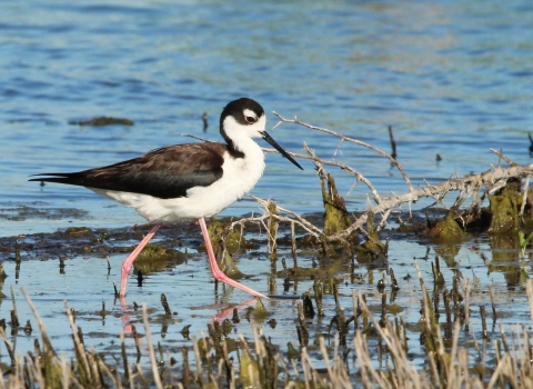 A Black-necked at Stilt Huron Wetland Management District, South Dakota