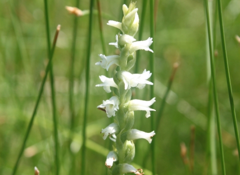 A single stalk with small white orchid flowers in foreground with a grassy green background.