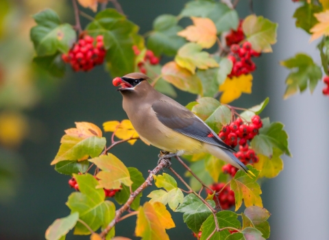 A cedar waxing eating a hawthorn berry outside of the 911 Federal Building in Portland, Oregon