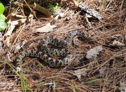 A threatened Louisiana pinesnake (Pituophis ruthveni) basks atop bed of pine needles. This snake occurs in West Louisiana and East Texas in longleaf pine savannah, a habitat that was mostly reduced by the 1930s. 