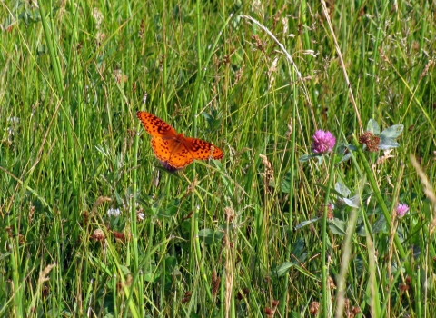 Photo of a male silverspot butterfly, showing orange and black upper side in vegetation with wings spread