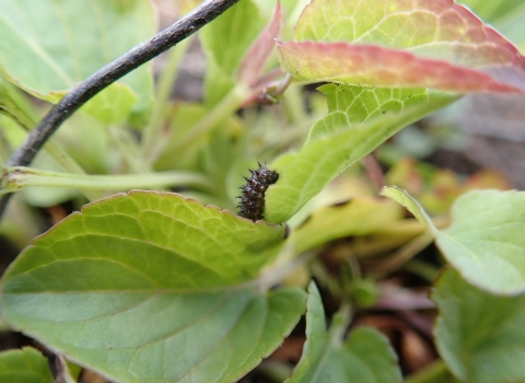 Oregon silverspot butterfly larvae 