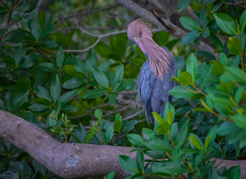 An egret preens itself while perched in a mangrove.