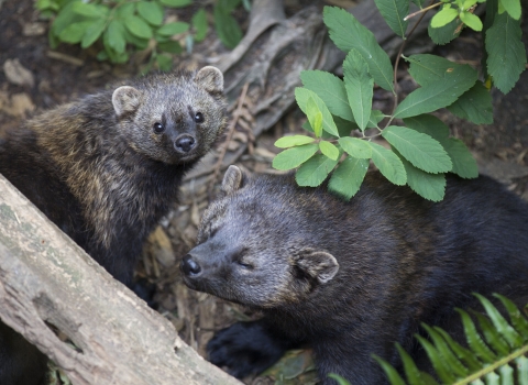 Two Pacific fishers.