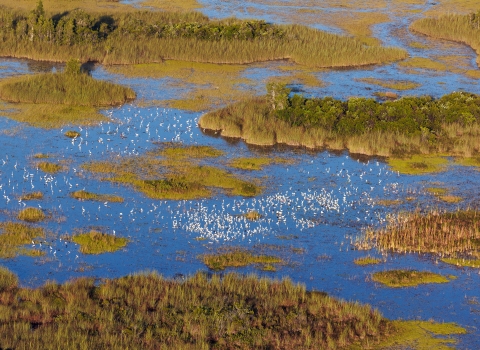 An aerial view shows a large flock of wood storks and other wading birds foraging in a slough last year at Arthur R. Marshall Loxahatchee National Wildlife Refuge in the northern Everglades. 