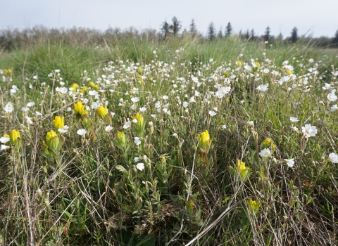 Prairie with white and yellow flowers and coniferous trees in the distance