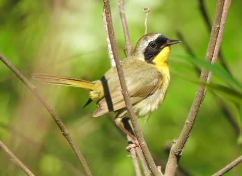 Common yellowthroat perched on a shrub.