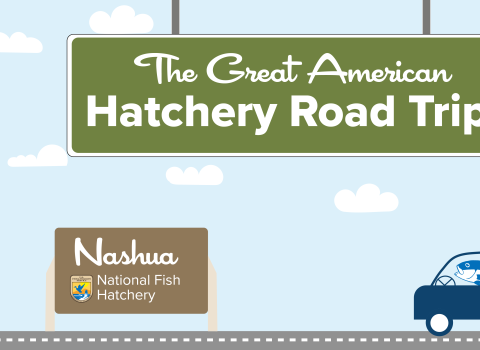 A graphic of a light blue sky with puffy clouds. A green highway sign hangs from the top and reads "The Great American Hatchery Road Trip." At the bottom, a fish drives a blue car along a road toward a brown sign with the USFWS logo and text that reads "Nashua National Fish Hatchery."