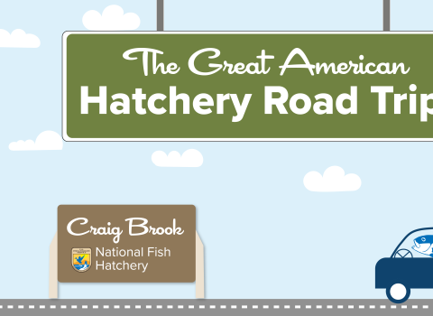 A graphic of a light blue sky with puffy clouds. A green highway sign hangs from the top and reads "The Great American Hatchery Road Trip." At the bottom, a fish drives a blue car along a road toward a brown sign with the USFWS logo and text that reads "Craig Brook National Fish Hatchery."