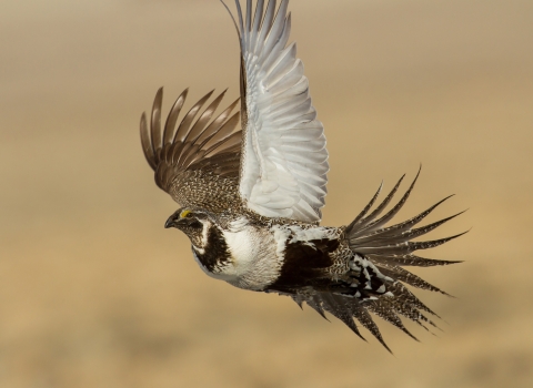 A white and brown bird mid-flight.