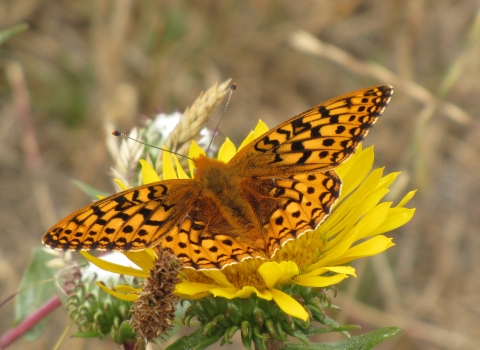 Myrtle's silverspot butterfly on a yellow flower