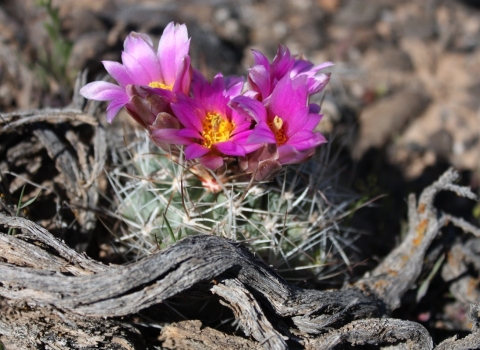 Colorado hookless cactus showing off four bright pink flowers