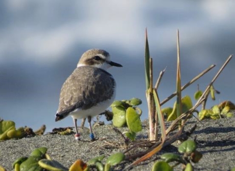 A bird on a beach next to green plants