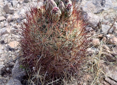 a short round cactus with long dark red spines and pink flowers.