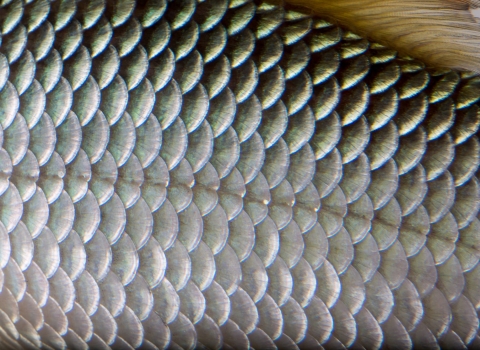 shiny silver scales up close