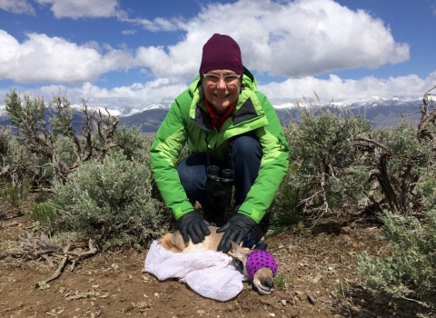 Heather Hollis handling pronghorn neonates.