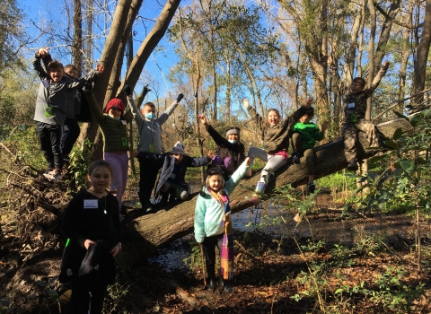 children play in a tree in the forest