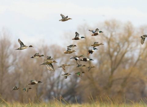 ducks flying