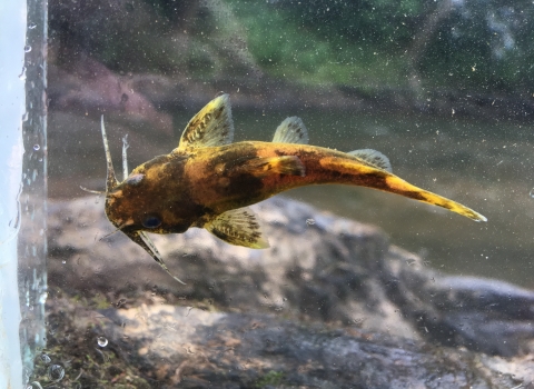 Top down view of a brown and black catfish like fish in a viewing box. 