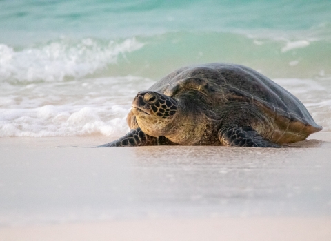 Green sea turtle, or honu, rests on the white sand of Midway Atoll, with clear waves in the background.