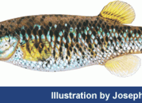 Drawing of a small fish