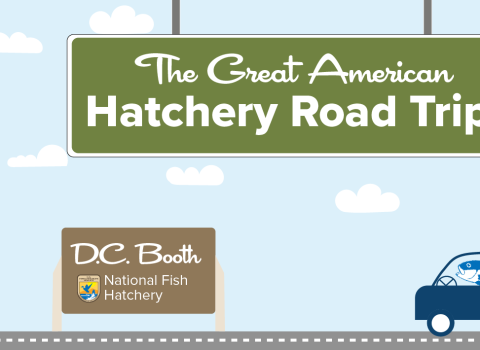 A graphic of a light blue sky with puffy clouds. A green highway sign hangs from the top and reads "The Great American Hatchery Road Trip." At the bottom, a fish drives a blue car along a road toward a brown sign with the USFWS logo and text that reads "Erwin National Fish Hatchery."