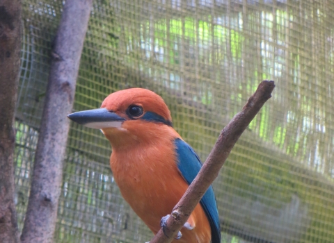 A sihek stand on a branch in a cage. It is cinnamon orange with metallic blue wings and tail. It's beak is large and black and it has a metallic blue stripe retreating from its eye like mascara.