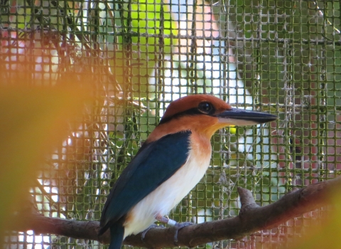 A sihek stand on a branch in a cage. It is cinnamon orange with metallic blue wings and tail. It's beak is large and black and it has a metallic blue stripe retreating from its eye like mascara.