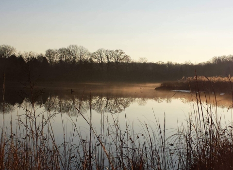 A view over a marsh in the dim morning light