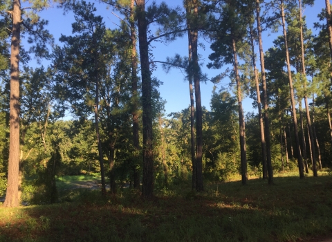 bottomland hardwood forest