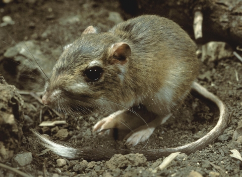 Texas kangaroo rat