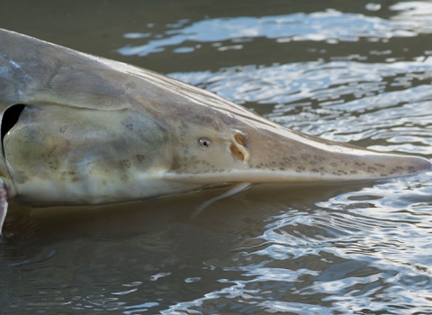 holding a white fish captured 