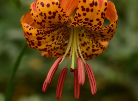 a bright orange lily with dark red speckles and anthers