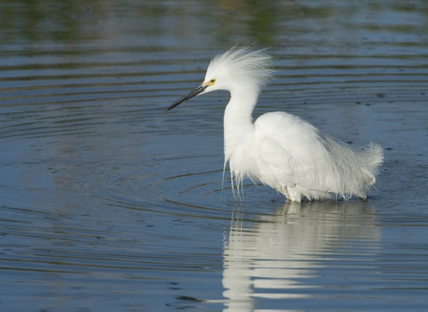 A white bird with feathery plumes wades in the water.