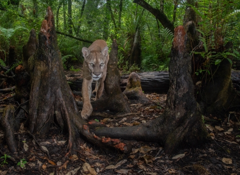 A Florida panther is shown walking through a swamp.