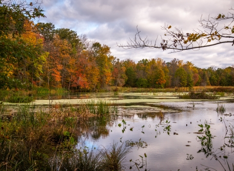  a body of water in swamp habitat surrounded by fall foliage.