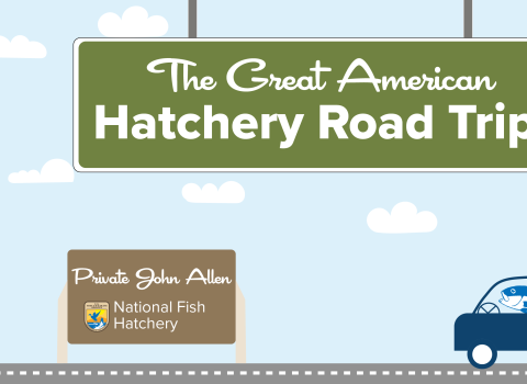 A graphic of a light blue sky with puffy clouds. A green highway sign hangs from the top and reads "The Great American Hatchery Road Trip." At the bottom, a fish drives a blue car along a road toward a brown sign with the USFWS logo and text that reads "Private John Allen National Fish Hatchery."