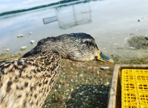 closeup of a female mallard 