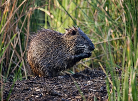 A furry, beaver-like animal perches in the mud of a coastal wetland. It uses its paws to gather marsh grass roots to eat. 