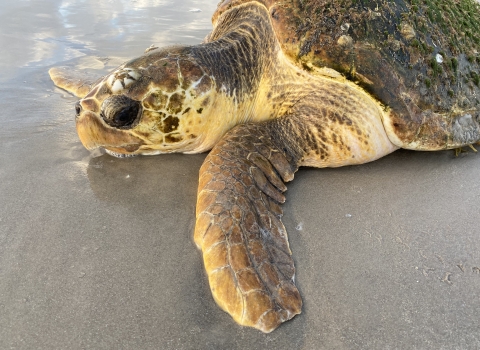 A stranded loggerhead sea turtle on a Texas beach