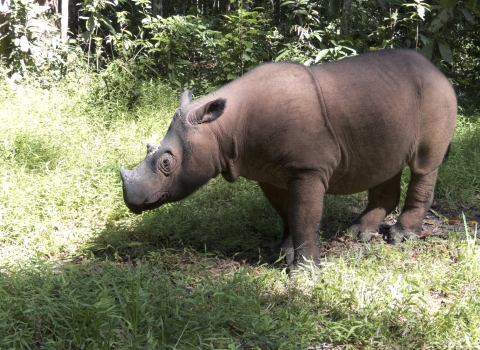 A Sumatran rhinoceros stands in a grassy area with more dense vegetation in the background