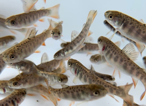 Brook trout fry waiting to be measured