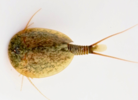 A close up picture of a vernal pool tadpole shrimp from the top down.