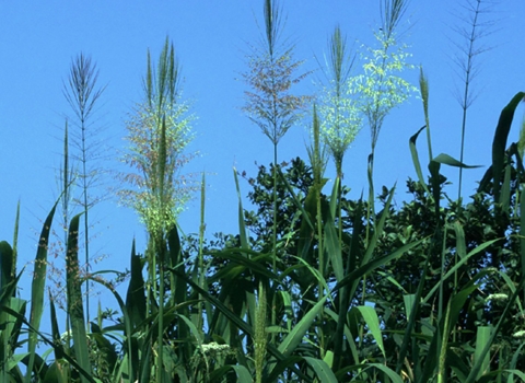 Close-up photo of wild rice growing at Waccamaw National Wildlife Refuge