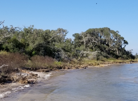 Shoreline with trees eroding into the bay