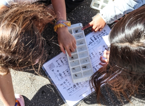 Two people crouching beside an ice cube tray filled with water and insects, which is set on an identification key.