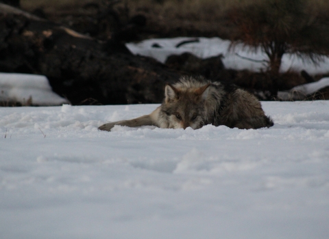 A Mexican wolf laying in the snow